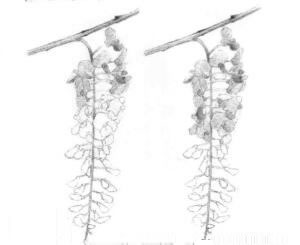 紫藤花素描鋪大色畫法步驟01