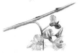 紫藤花素描逐個細(xì)化畫法步驟01