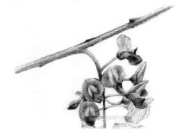 紫藤花素描逐個細(xì)化畫法步驟02