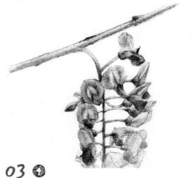 紫藤花素描逐個細(xì)化畫法步驟03