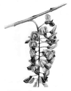 紫藤花素描逐個細(xì)化畫法步驟04