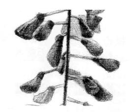 紫藤花素描逐個細(xì)化畫法步驟05