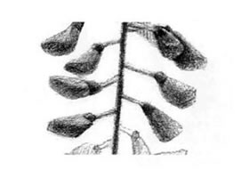 紫藤花素描畫法