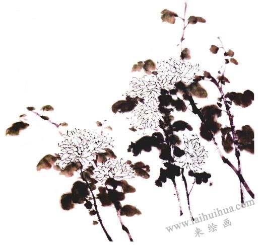 白菊的國(guó)畫畫法步驟03