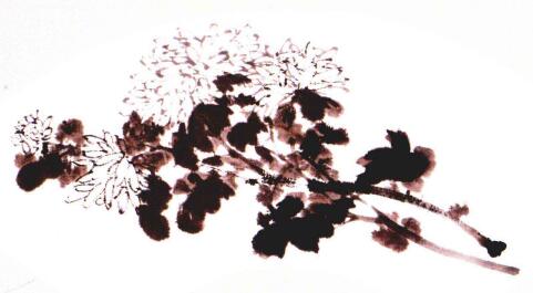 扇面白菊的畫法步驟03