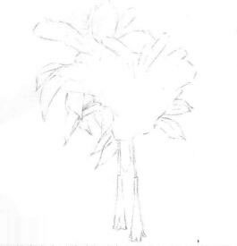 忍冬花的素描畫(huà)線(xiàn)稿畫(huà)法步驟02