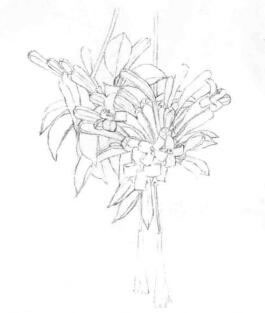 忍冬花的素描畫(huà)線(xiàn)稿畫(huà)法步驟02