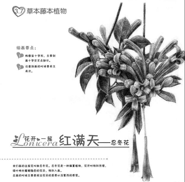 忍冬花的素描畫(huà)法