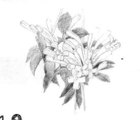 忍冬花的素描鋪大色畫(huà)法步驟01