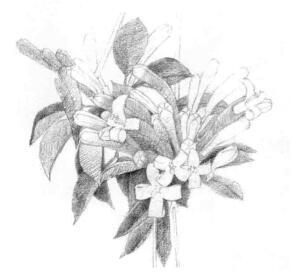 忍冬花的素描鋪大色畫(huà)法步驟02