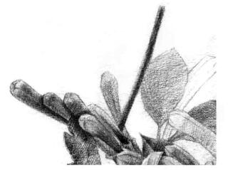 忍冬花的素描逐個(gè)細(xì)化畫(huà)法步驟06