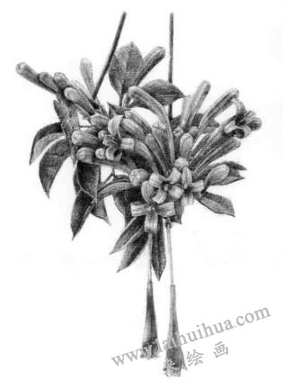 忍冬花的素描逐個(gè)細(xì)化畫(huà)法步驟10