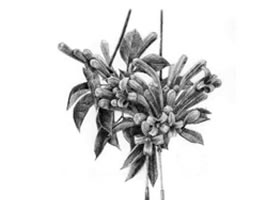 忍冬花的素描畫(huà)法