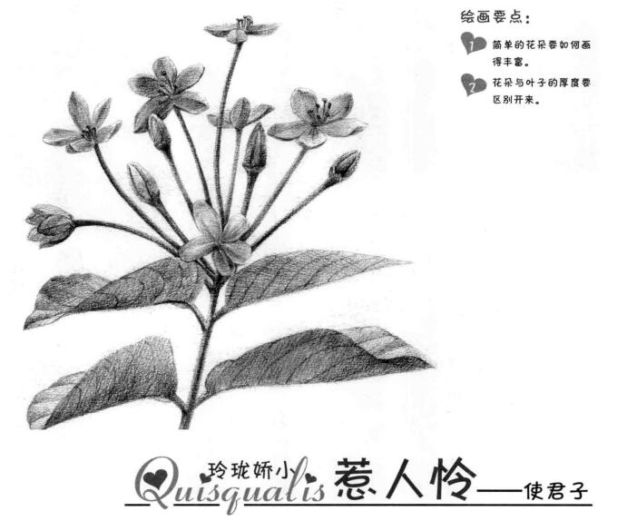 使君子素描畫法