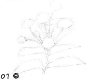 使君子素描畫線稿畫法步驟01