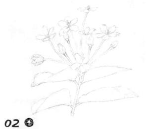 使君子素描畫線稿畫法步驟02