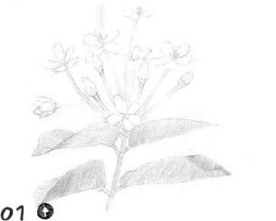 使君子素描鋪大色畫法步驟01