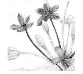 使君子素描逐個細(xì)化畫法步驟02