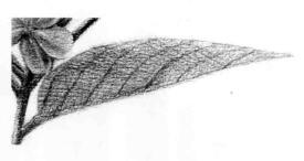 使君子素描逐個細(xì)化畫法步驟06