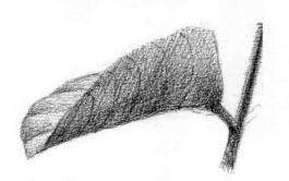 使君子素描逐個細(xì)化畫法步驟07