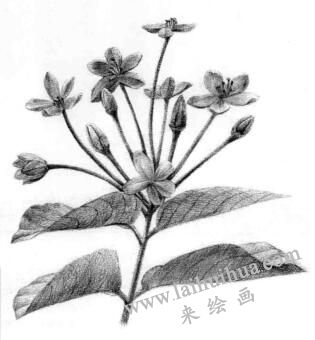使君子素描逐個細(xì)化畫法步驟08