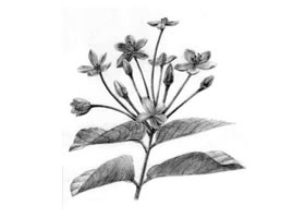使君子素描畫(huà)法