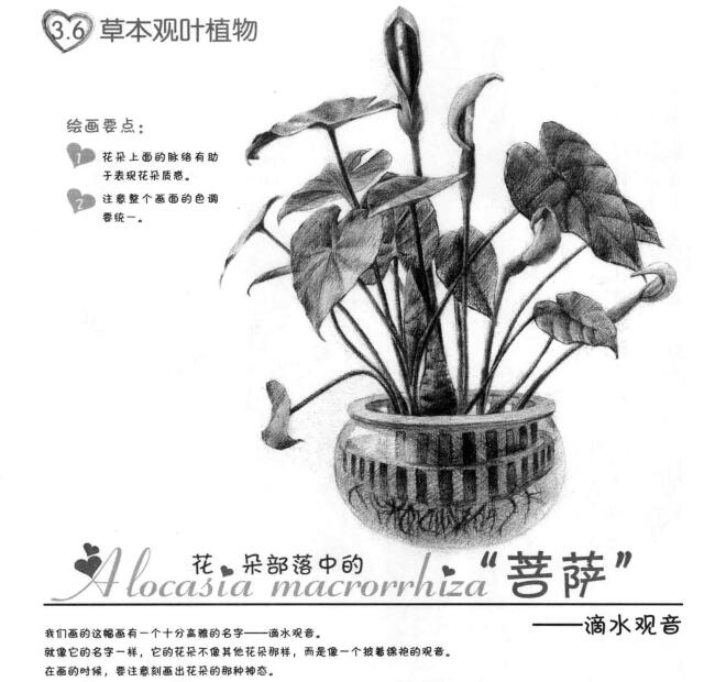 滴水觀音素描畫法