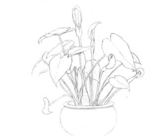 滴水觀音的素描畫法步驟03