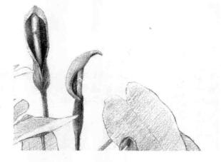 滴水觀音素描逐個(gè)細(xì)化畫法步驟02