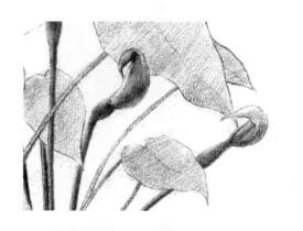滴水觀音素描逐個(gè)細(xì)化畫法步驟04