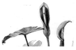 滴水觀音素描逐個(gè)細(xì)化畫法步驟05
