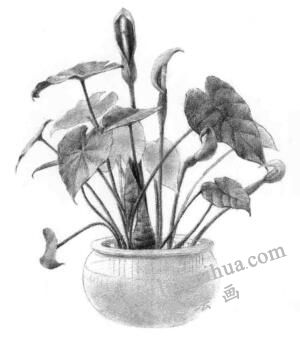 滴水觀音素描逐個(gè)細(xì)化畫法步驟08