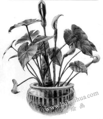 滴水觀音素描逐個(gè)細(xì)化畫法步驟12