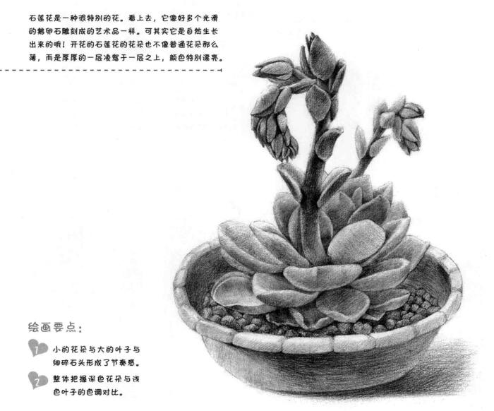石蓮花的素描畫(huà)法