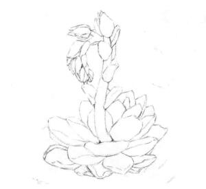 石蓮花的素描畫(huà)線(xiàn)稿畫(huà)法步驟03