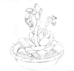 石蓮花的素描畫(huà)線(xiàn)稿畫(huà)法步驟04