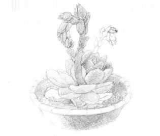 石蓮花的素描鋪大色畫(huà)法步驟01