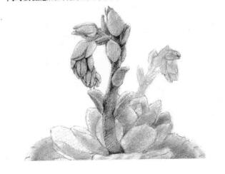 石蓮花的素描鋪大色畫(huà)法步驟02