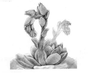 石蓮花的素描鋪大色畫(huà)法步驟03