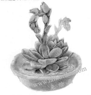 石蓮花的素描鋪大色畫(huà)法步驟04