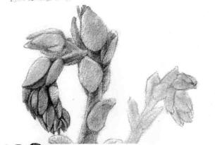 石蓮花的素描逐個(gè)細(xì)化畫(huà)法步驟01