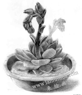 石蓮花的素描逐個(gè)細(xì)化畫(huà)法步驟04