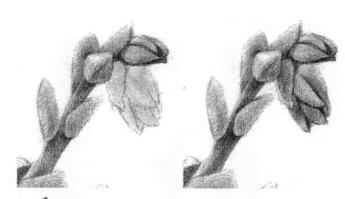 石蓮花的素描逐個(gè)細(xì)化畫(huà)法步驟05