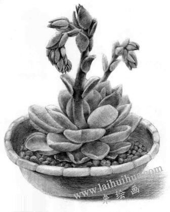 石蓮花的素描畫(huà)法