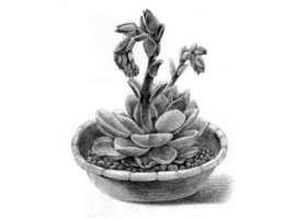 石蓮花的素描畫(huà)法