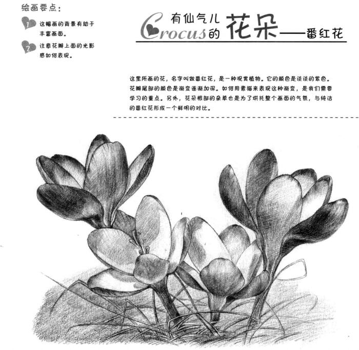 番紅花的素描畫法