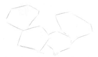 番紅花的素描畫法步驟02