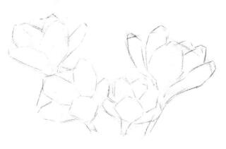 番紅花的素描畫法步驟03