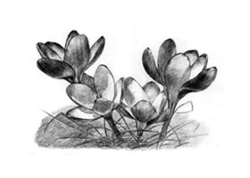 番紅花的素描畫(huà)法