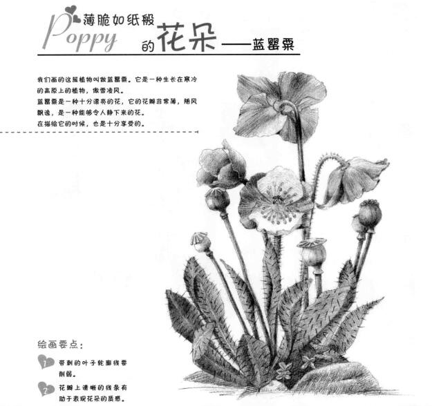 藍罌粟的素描畫法